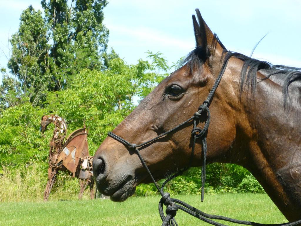 Ancien Haras De La Tour Bed and Breakfast Lamothe-Landerron Buitenkant foto