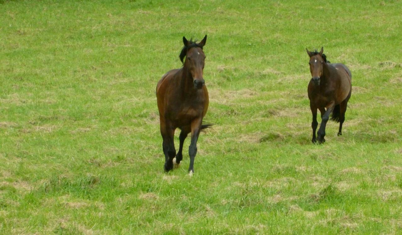 Ancien Haras De La Tour Bed and Breakfast Lamothe-Landerron Buitenkant foto
